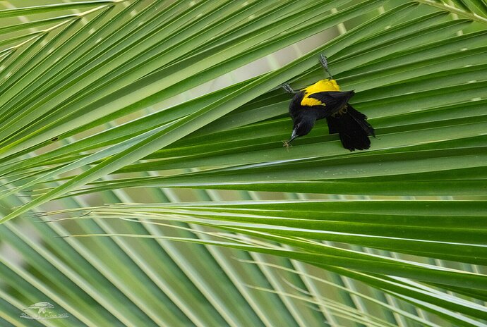 Black-cowled Oriole