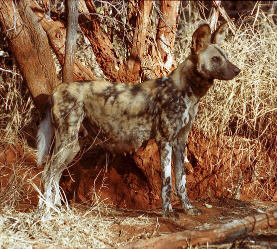 Cape Wild Dog