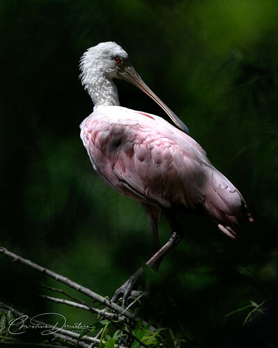 NPN_ROSEATE_SPOONBILL_CSD5790.jpg