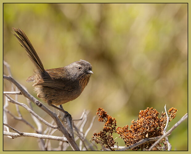 Original - Wrentit-NPN.jpg