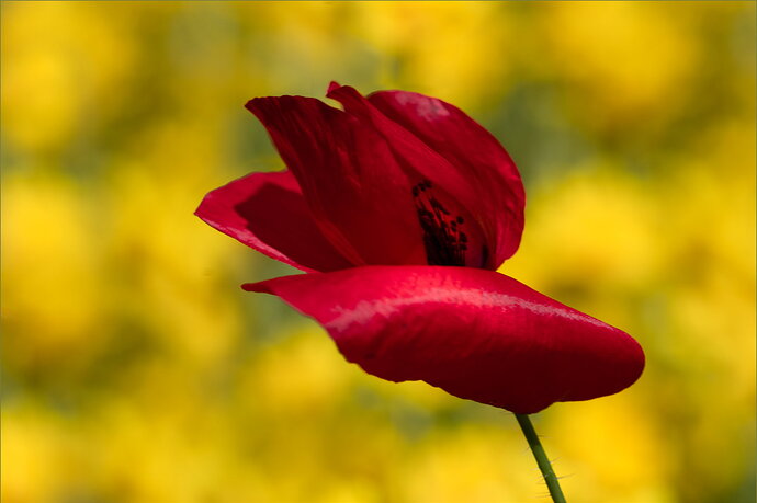 Red Poppy