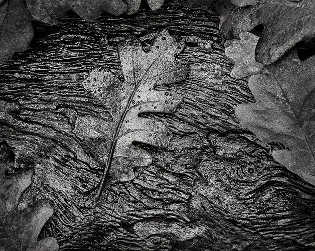 oak-leaf-bw3.jpg