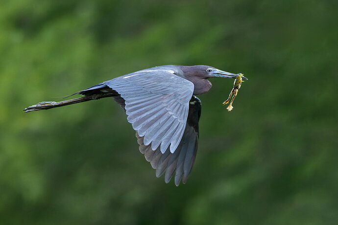 Little Blue Heron 16.jpg