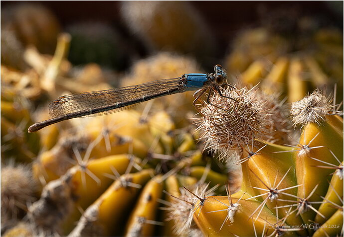 Treading-Lightly-69644A7r3-26.jpg