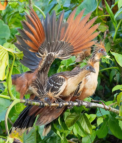 hoatzin0126guyana49-1600px.jpg