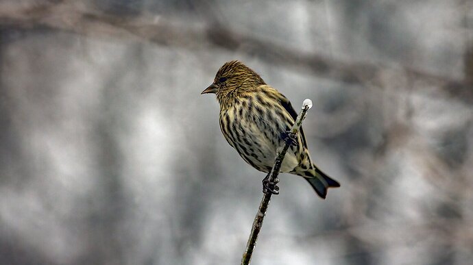 Pine Siskin on Ice