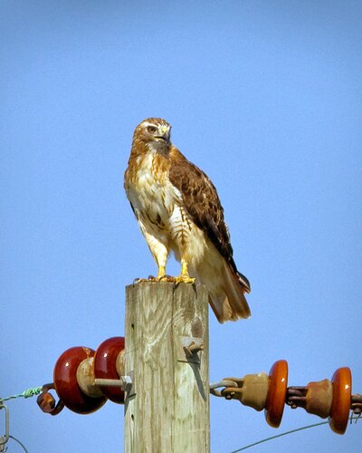 Red Tail on pole