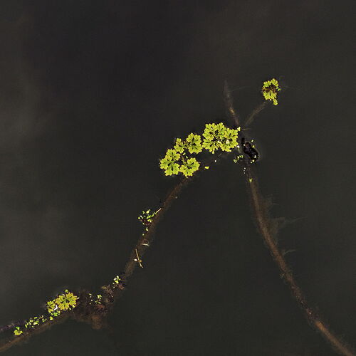 Azolla crossroads.jpg