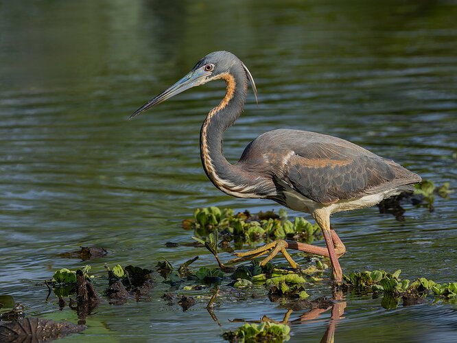 Tri-colored Heron 9