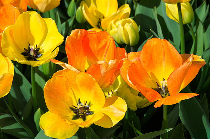 20260405-0Z80384-Mt Tulip Festival