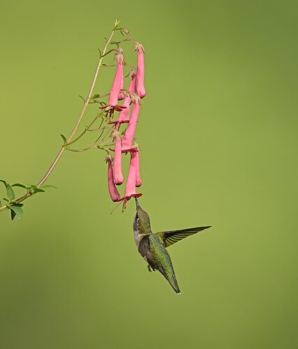 Hummingbird1