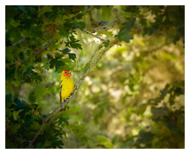 Western-Tanager-2-NPN-DM