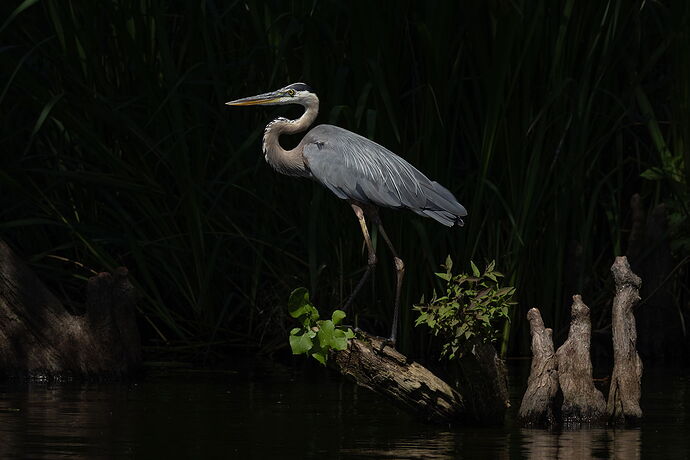Great Blue Heron 50.jpg
