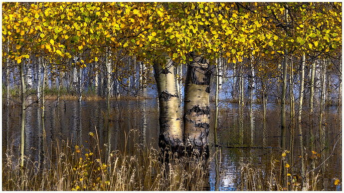 Aspen Re-edit