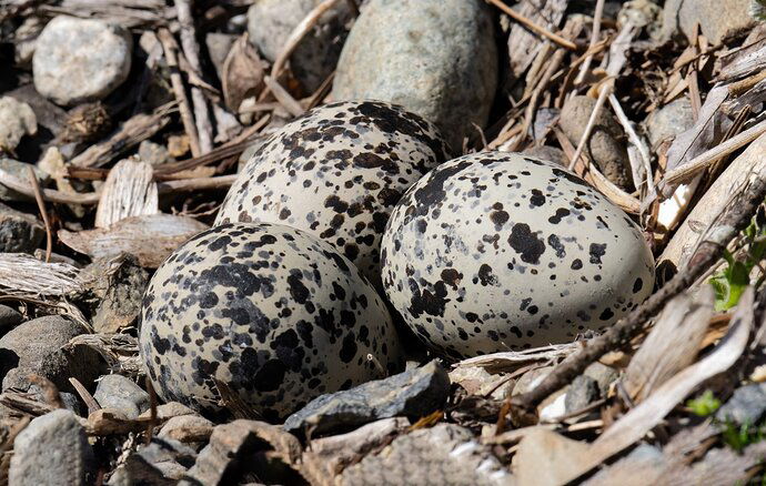 peep-eggs-1-copy