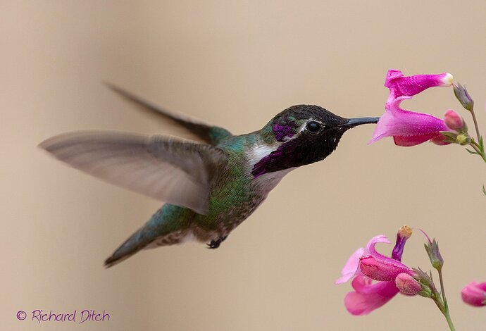 Costa's Hummingbird 292A-1600