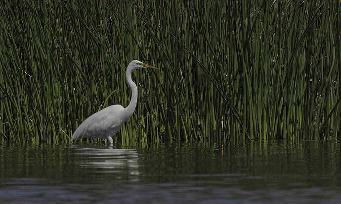 Revision 1 - egret-with-reeds-revised--00005-DxO_DeepPRIME-3abc copy new.jpg