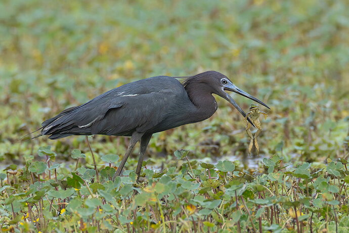 Little Blue Heron 19.jpg