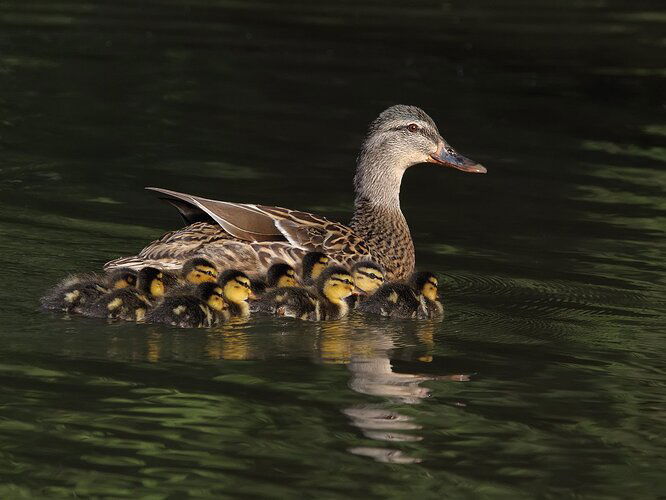 Mallard family - NPN 2