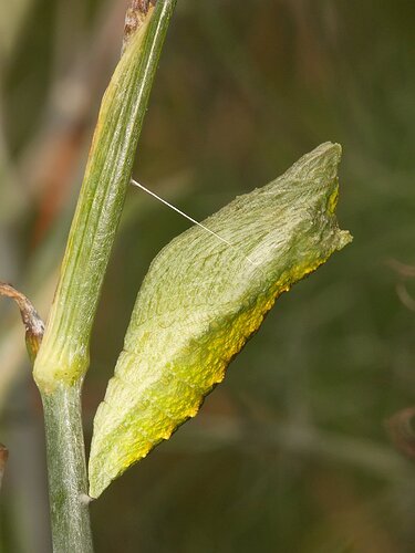 Black Swallowtail Chrysalis - NPN