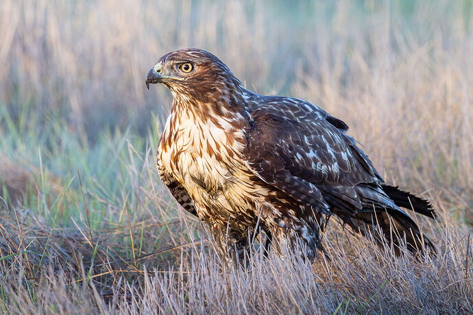 Website-RTHA-Byxbee-November 06, 2025-1.jpg