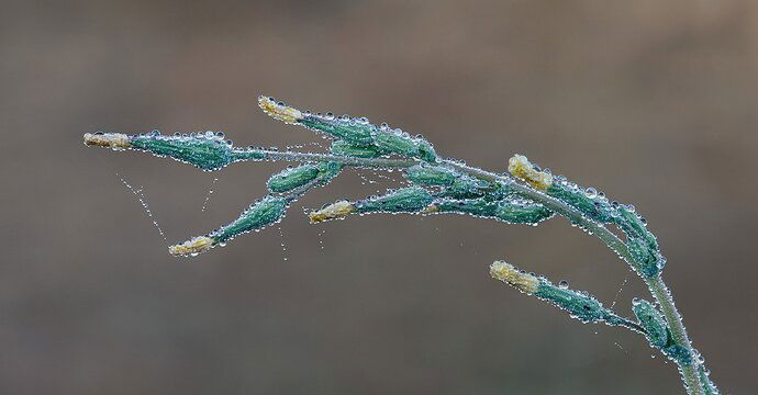 PricklyLettuce0820_65A5031dpptcdcrclj