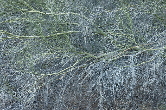 PV Branches c.jpg