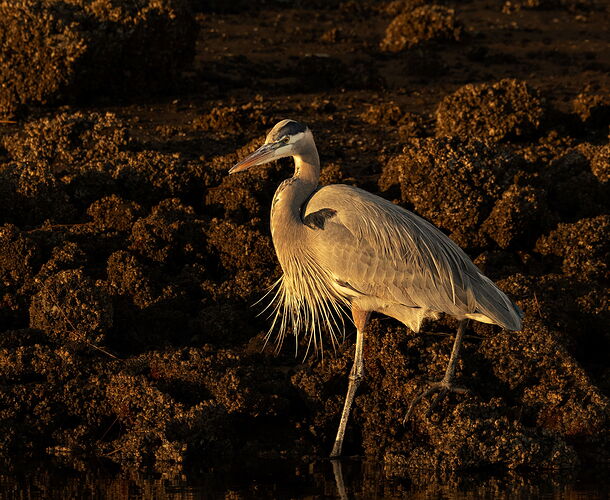 Great Blue Heron-NPN.jpg