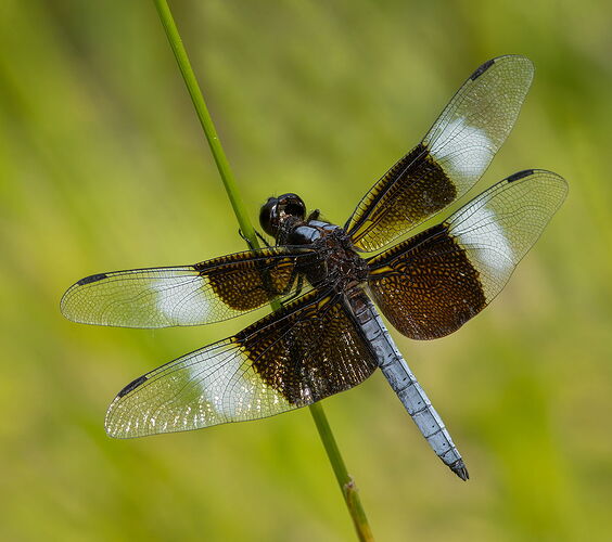 Widow Skimmer Dragonfly 5.jpg