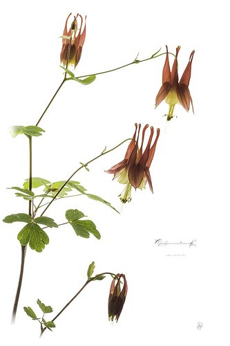 Aquilegia canadensis L.  (Eastern Red Columbine, Wild Red Columbine)