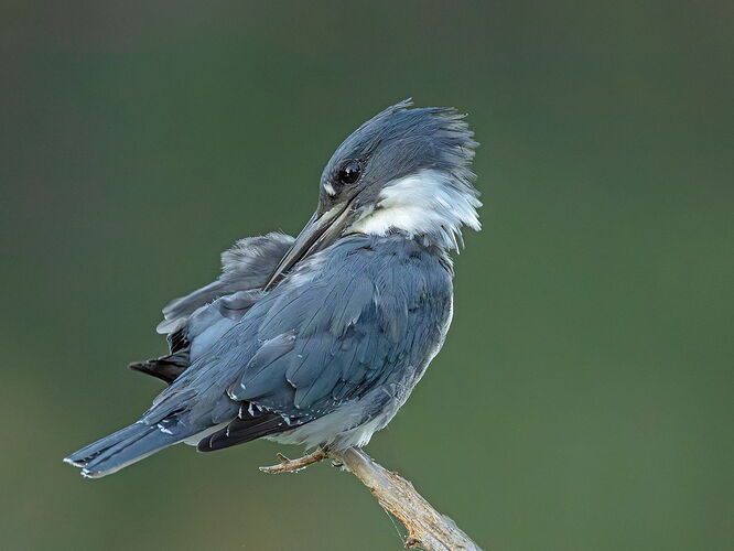 Belted Kingfisher 113.jpg