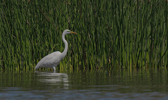 Original - egret-with-reeds-revised--00005-DxO_DeepPRIME-3.jpg
