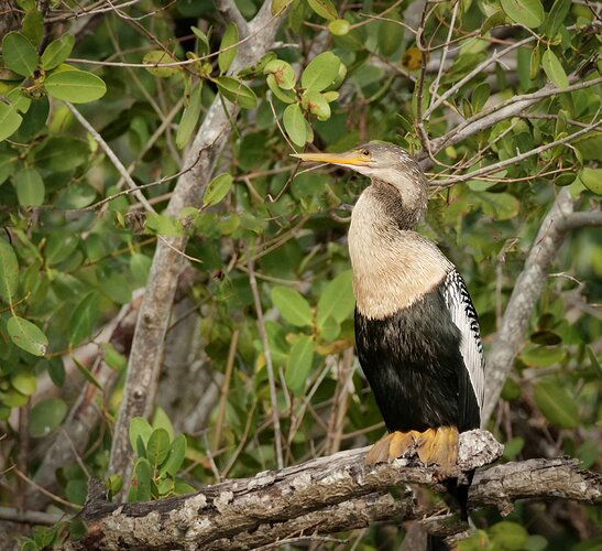 ANAHINGA 24 - 6SR10-sharpen.jpg