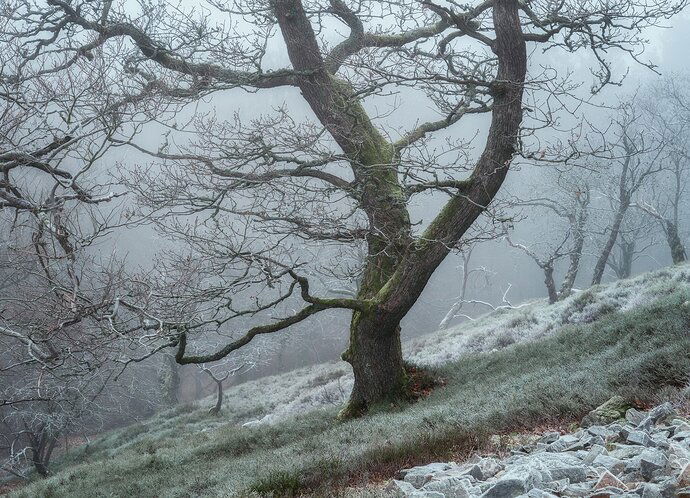 A frosty morning - Original