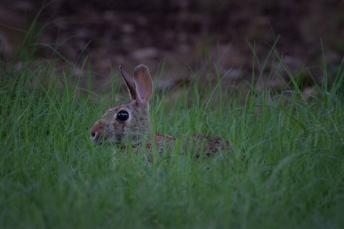 bunny-DSC_9693