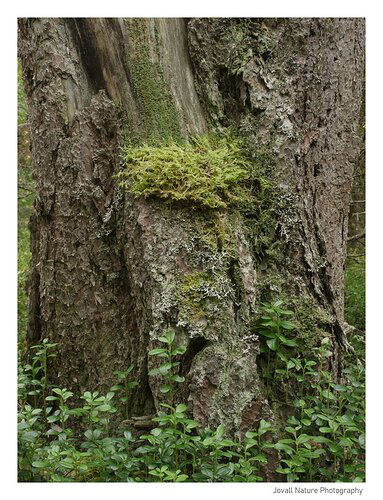 Green trunks