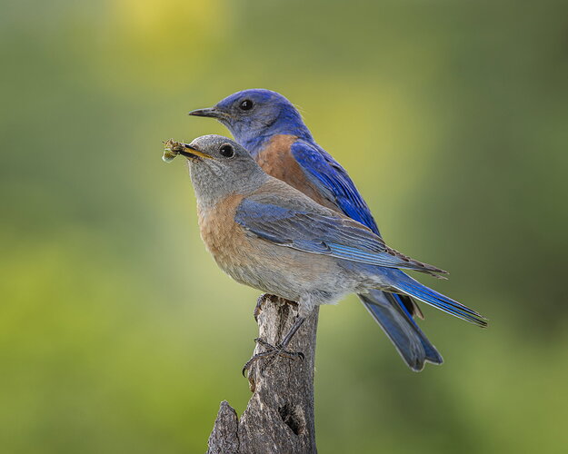 _49A5529-Edit.jpg