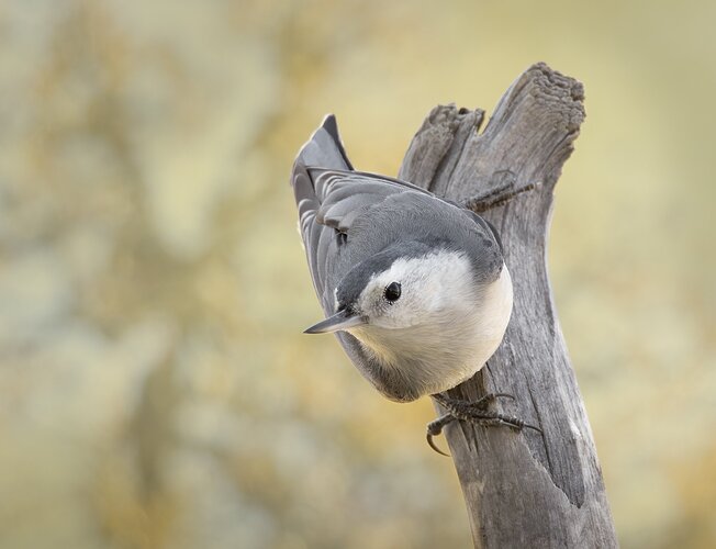 White-breasted Nuthatch
