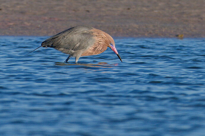 DSC_4534_DxO.jpg