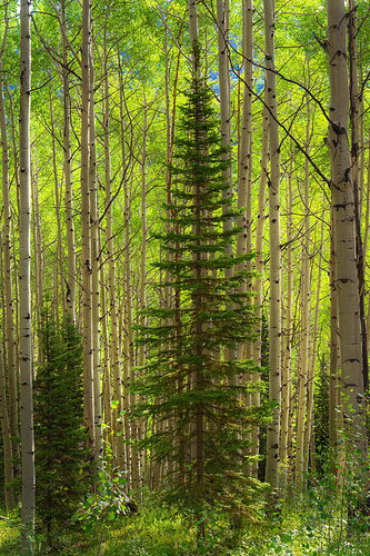 Original - Crested Butte-11.jpg