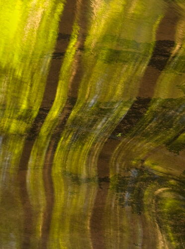 _DSC0023 copy Ricketts Reflection copy.jpg