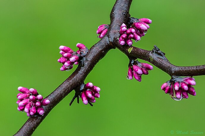 wet Redbud buds