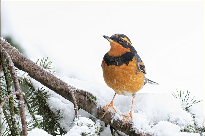 -20190211-_7D24249-Copse_in_snow-DxO_DeepPRIME 3-Edit.jpg
