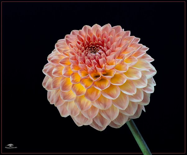 -20230827-_7R41009-Dahlias-Edit-Edit.jpg