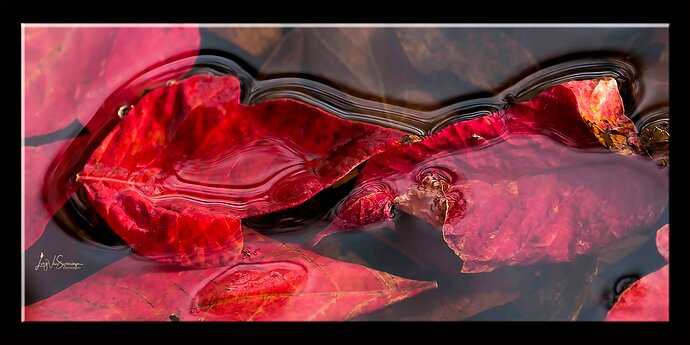ART RED LEAVES IN WATER_MG_6072 FRAMED PANO copy