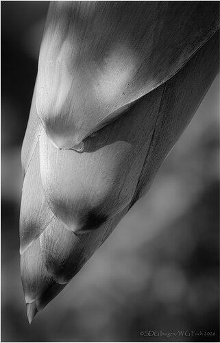 Long-in-the-Tooth2026-08-29-10-07-59-(A,R8,S4)A7r3-26