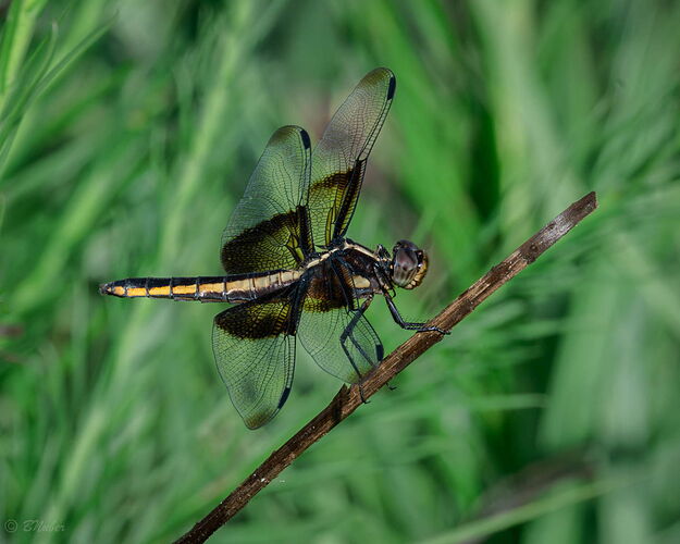 Widow-Skimmer-5730-v2