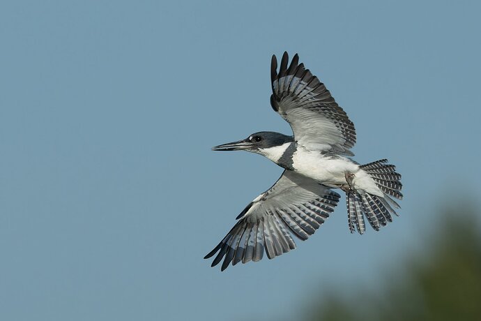 Belted Kingfisher 48.jpg