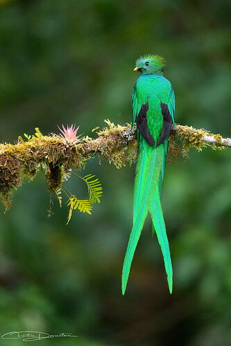 Resplendent_Quetzal.jpg.JPG