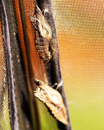 Black Swallowtails 2 Chrysailis.jpg